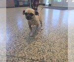 A048541 - Female Chug Dog for Adoption - Small photo