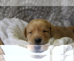 Small #5 Labrador Retriever