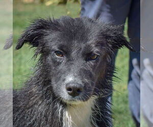 Border Collie Dogs for adoption in Huntley, IL, USA