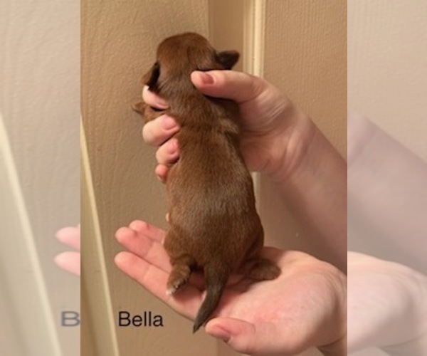 Medium Photo #57 Shorkie Tzu Puppy For Sale in SCOTTSDALE, AZ, USA