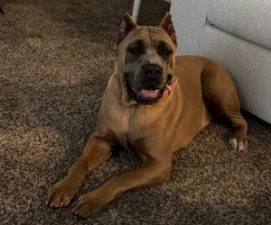 Mother of the Cane Corso puppies born on 12/21/2025