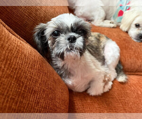 Medium Photo #5 Shih Tzu-Unknown Mix Puppy For Sale in Grafton, WI, USA