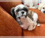 Small #4 Shih Tzu Mix