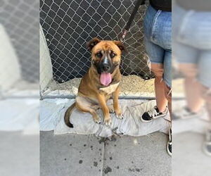 American Pit Bull Terrier-German Shepherd Dog Mix Dogs for adoption in Stockton, CA, USA
