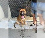 Small American Pit Bull Terrier-German Shepherd Dog Mix
