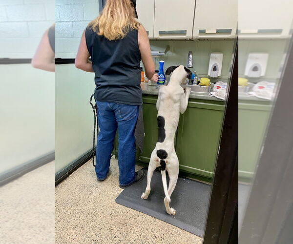 Medium Photo #3 Boxer Puppy For Sale in Austin, TX, USA