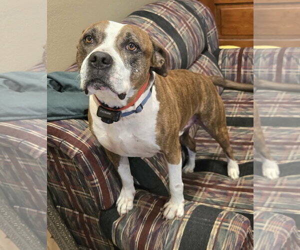 Medium Photo #2 American Pit Bull Terrier-Unknown Mix Puppy For Sale in Germantown, OH, USA