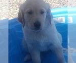 Puppy Puppy emma Golden Retriever