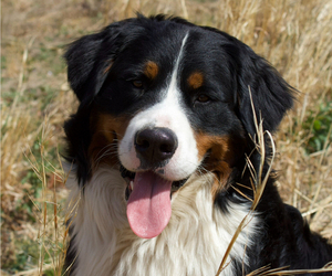 Mother of the Bernese Mountain Dog-Labrador Retriever Mix puppies born on 04/20/2025