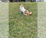 Small #1 Retriever  Mix