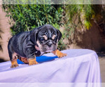 Small Photo #23 English Bulldog Puppy For Sale in LAS VEGAS, NV, USA