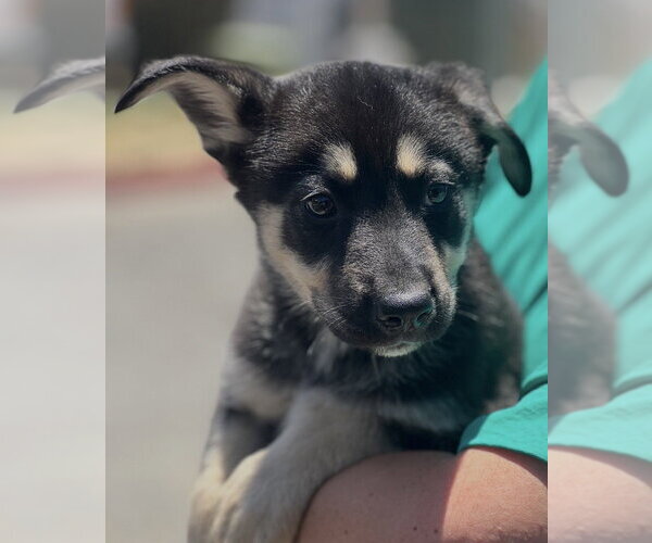Medium Photo #2 Labrador Retriever-Unknown Mix Puppy For Sale in Dana Point, CA, USA