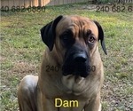 Small Photo #1 Cane Corso Puppy For Sale in LA PLATA, MD, USA