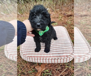 Goldendoodle Puppy for sale in EDGEFIELD, SC, USA