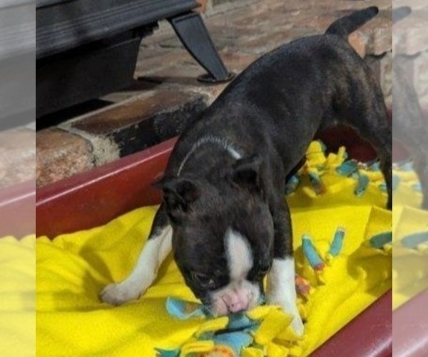 Medium Photo #3 Boston Terrier Puppy For Sale in HOT SPRINGS, SD, USA