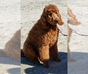 Mother of the Goldendoodle puppies born on 12/20/2024