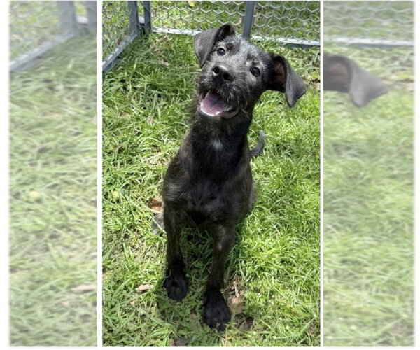 Medium Photo #1 Mutt Puppy For Sale in Virginia Beach, VA, USA