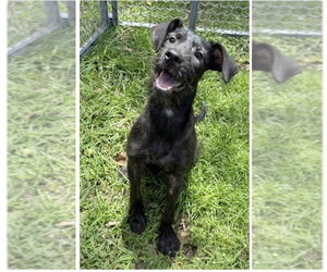 Mutt Dogs for adoption in Virginia Beach, VA, USA