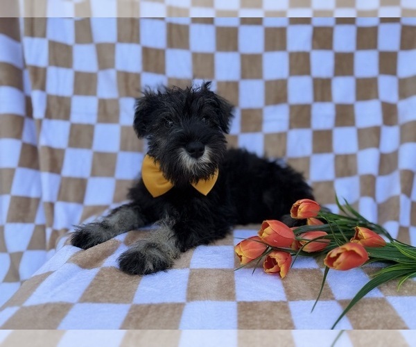 Medium Photo #6 Schnauzer (Miniature) Puppy For Sale in LAKELAND, FL, USA