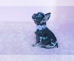 Small Photo #7 French Bulldog Puppy For Sale in SUWANEE, GA, USA