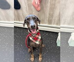 Small #12 Doberman Pinscher