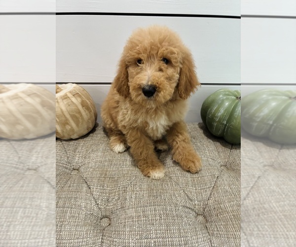 Medium Photo #5 Goldendoodle mix (+ Poodle Standard) Puppy For Sale in FALKNER, MS, USA
