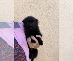 Pomeranian Puppy for sale in SIERRA VISTA, AZ, USA
