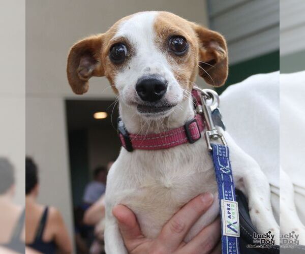 Medium Photo #6 Chiweenie Puppy For Sale in Washington, DC, USA