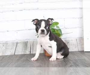 Boston Terrier Puppy for sale in RED LION, PA, USA