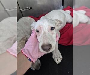 Labrador Retriever-Unknown Mix Dogs for adoption in San Antonio, TX, USA