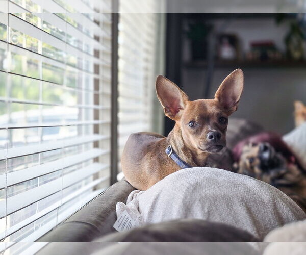 Medium Photo #3 Chihuahua-Unknown Mix Puppy For Sale in Sandy, UT, USA