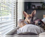 Small #2 Chihuahua Mix