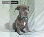 Small #10 Cane Corso