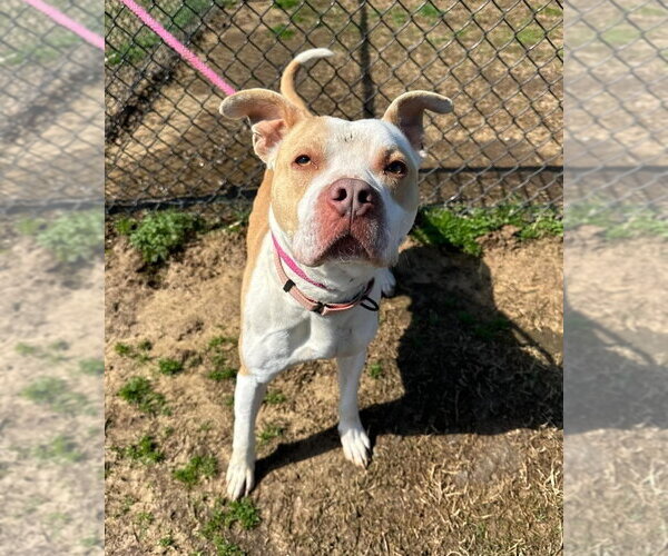 Medium Photo #5 Mutt Puppy For Sale in Evansville, IN, USA