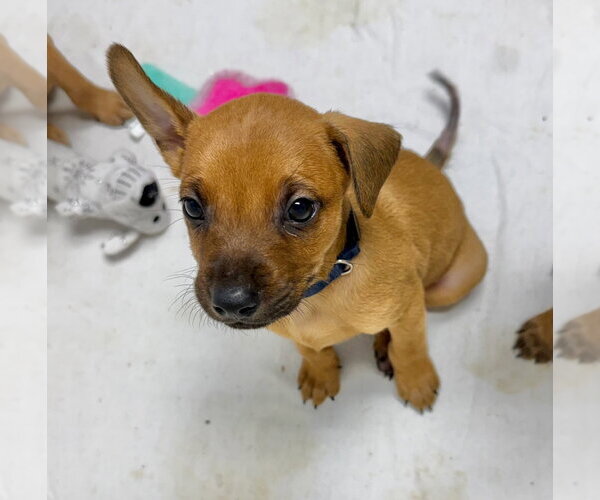 Medium Photo #1 Mutt Puppy For Sale in Gilberts, IL, USA