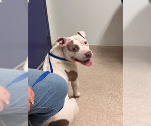 Mutt Dogs for adoption in Bakersfield, CA, USA