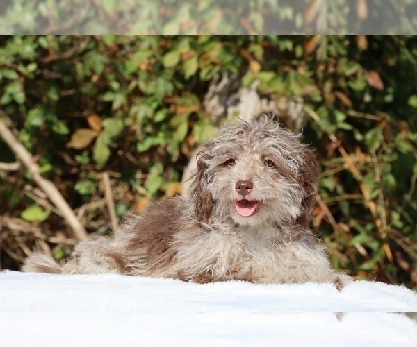 Medium Photo #19 ShihPoo Puppy For Sale in DYERSBURG, TN, USA