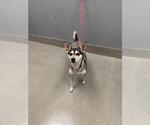 Small Chihuahua-Siberian Husky Mix