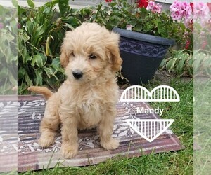 Goldendoodle (Miniature) Puppy for sale in ARTHUR, IL, USA