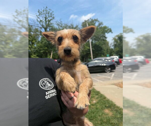 Medium Photo #1 Parson Russell Terrier-Unknown Mix Puppy For Sale in Belleville, IL, USA