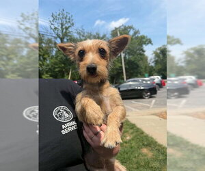 Parson Russell Terrier-Unknown Mix Dogs for adoption in Belleville, IL, USA