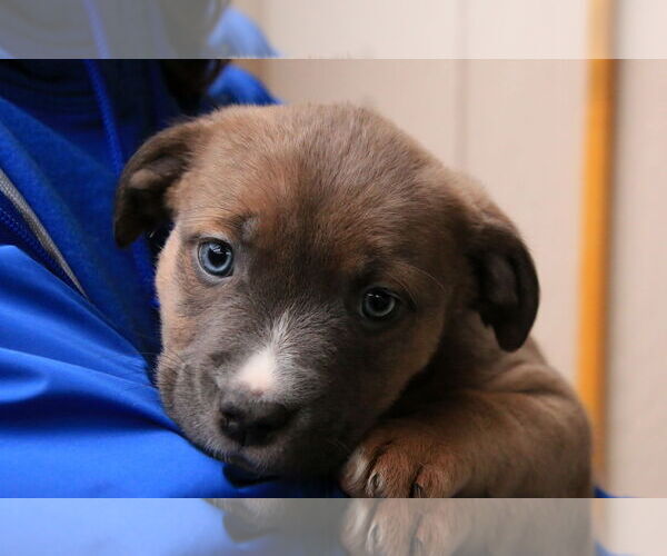 Medium Photo #1 Mutt Puppy For Sale in Sequim, WA, USA