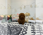 Small Photo #2 Poodle (Toy) Puppy For Sale in BURKE, VA, USA