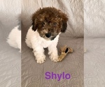 Small #11 Poochon
