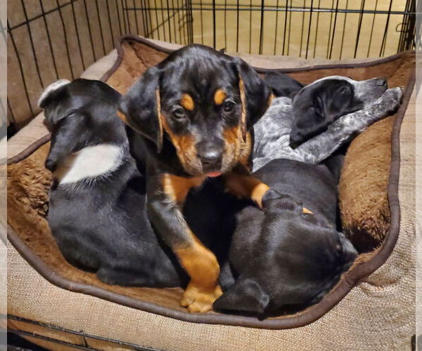 Medium Photo #2 Beagle-Spaniel Mix Puppy For Sale in Pottstown, PA, USA