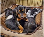 Small #1 Beagle-Spaniel Mix
