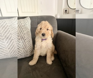 Goldendoodle Puppy for sale in BUCKEYE, AZ, USA