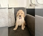 Penny - Female Goldendoodle Puppy for Sale - Small photo