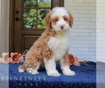 Small #1 Bernedoodle (Miniature)