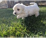 Small Photo #14 Coton de Tulear Puppy For Sale in HUNTINGTN BCH, CA, USA